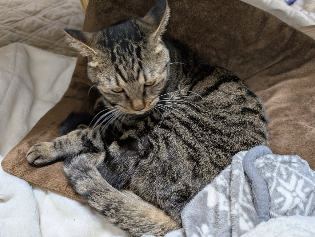 こんぱる tweet media