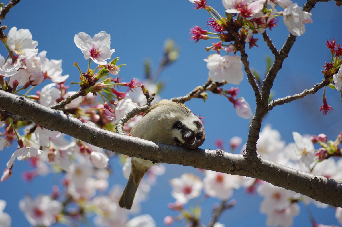 中野さとる tweet media