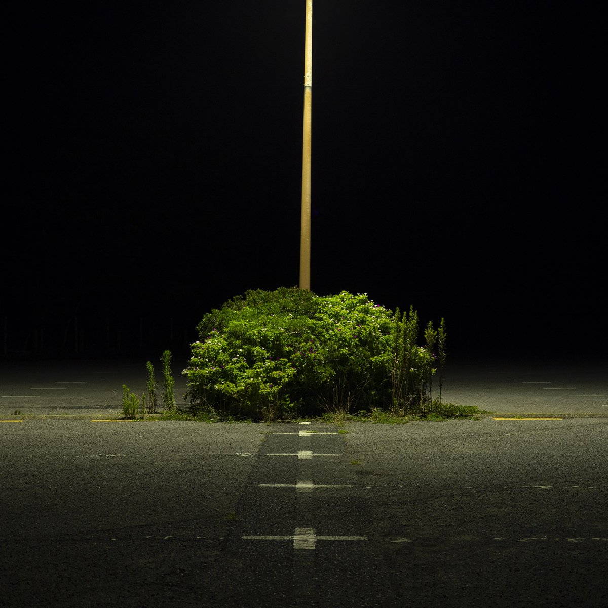 pixeladd9 tweet media