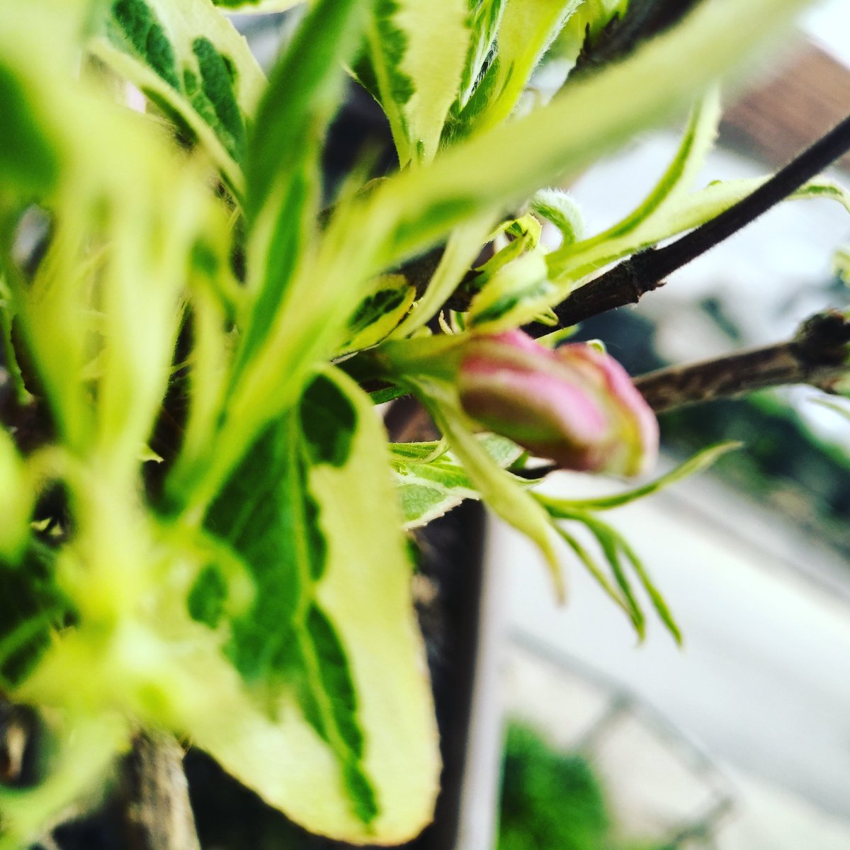 Vladislav Tomanic tweet media