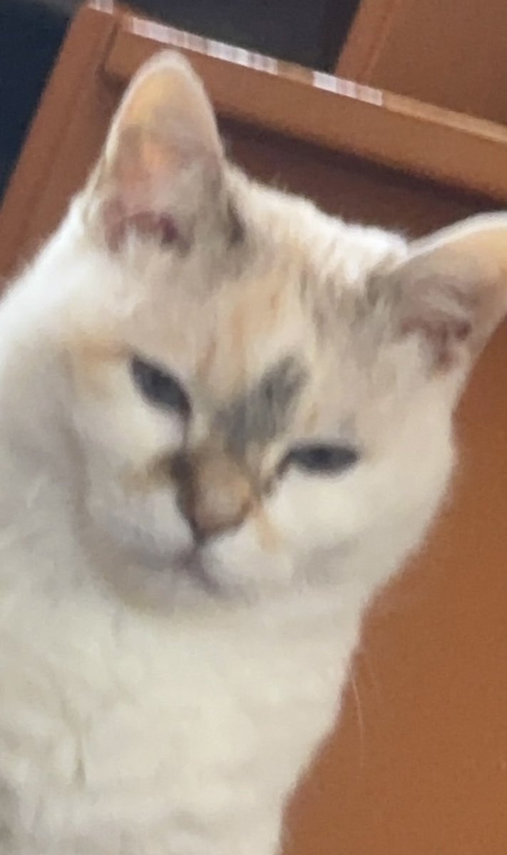 べりんこ tweet media