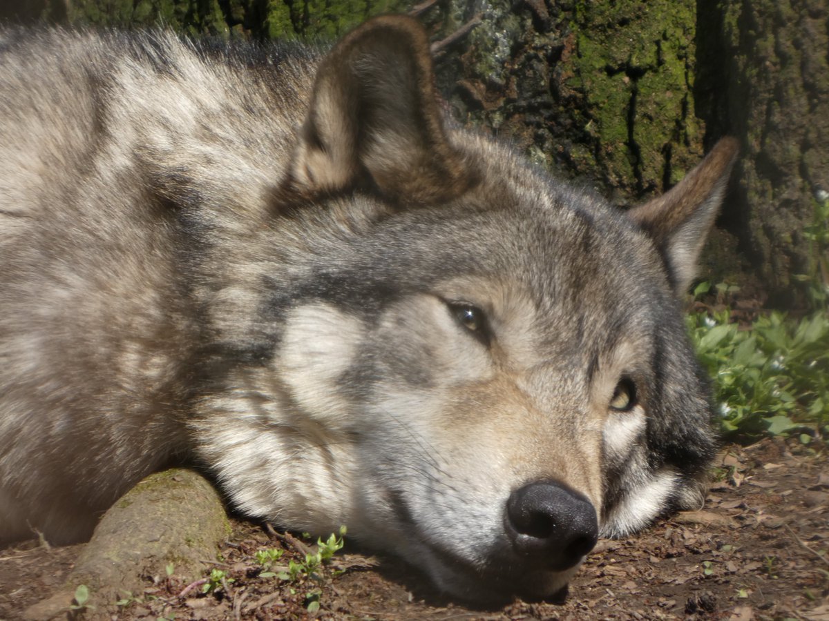 りきまる tweet media