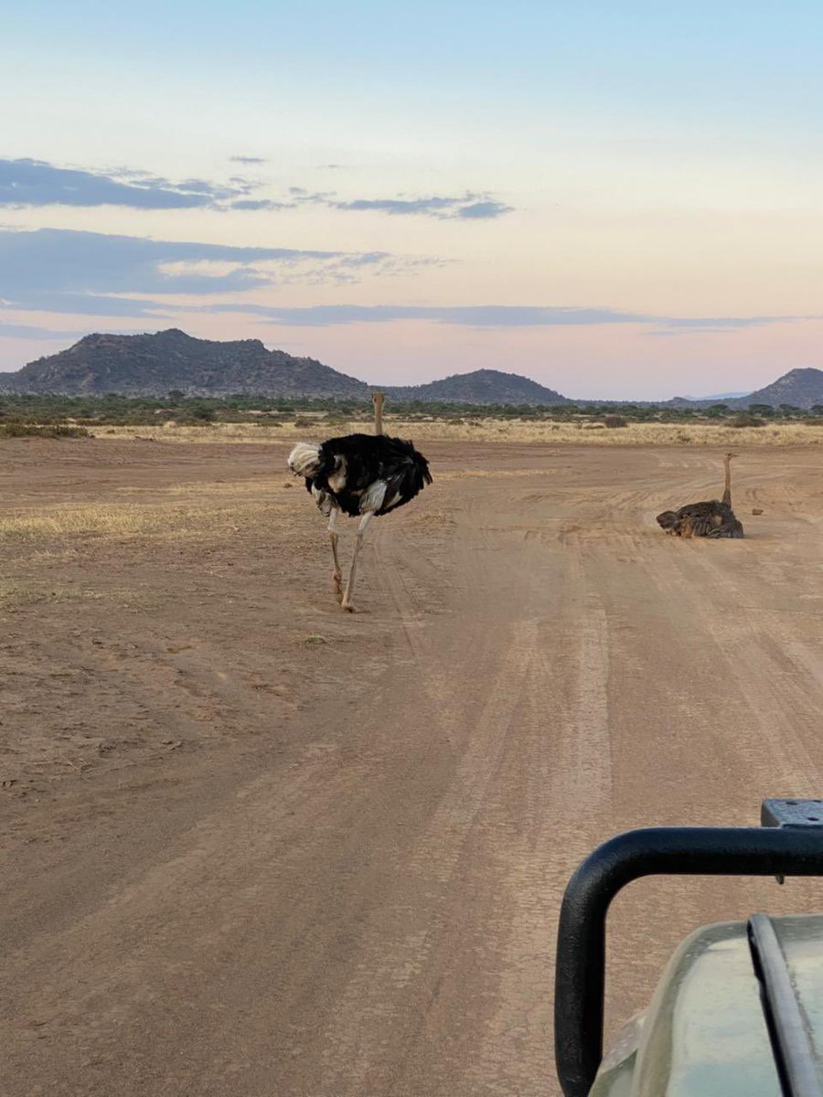 Stejos_Tours's tweet photo. The Samburu countdown is officially ON.
From memories to moments. Tomorrow weβre back in the wild where we belong.
#Samburu #EasterGetaway #IntoTheWild https://t.co/gCjFXLeX26