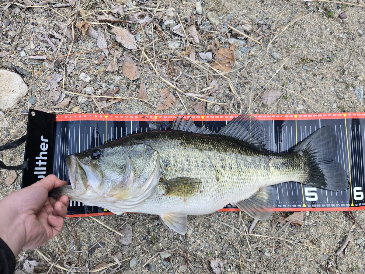 卵かけご飯 tweet media