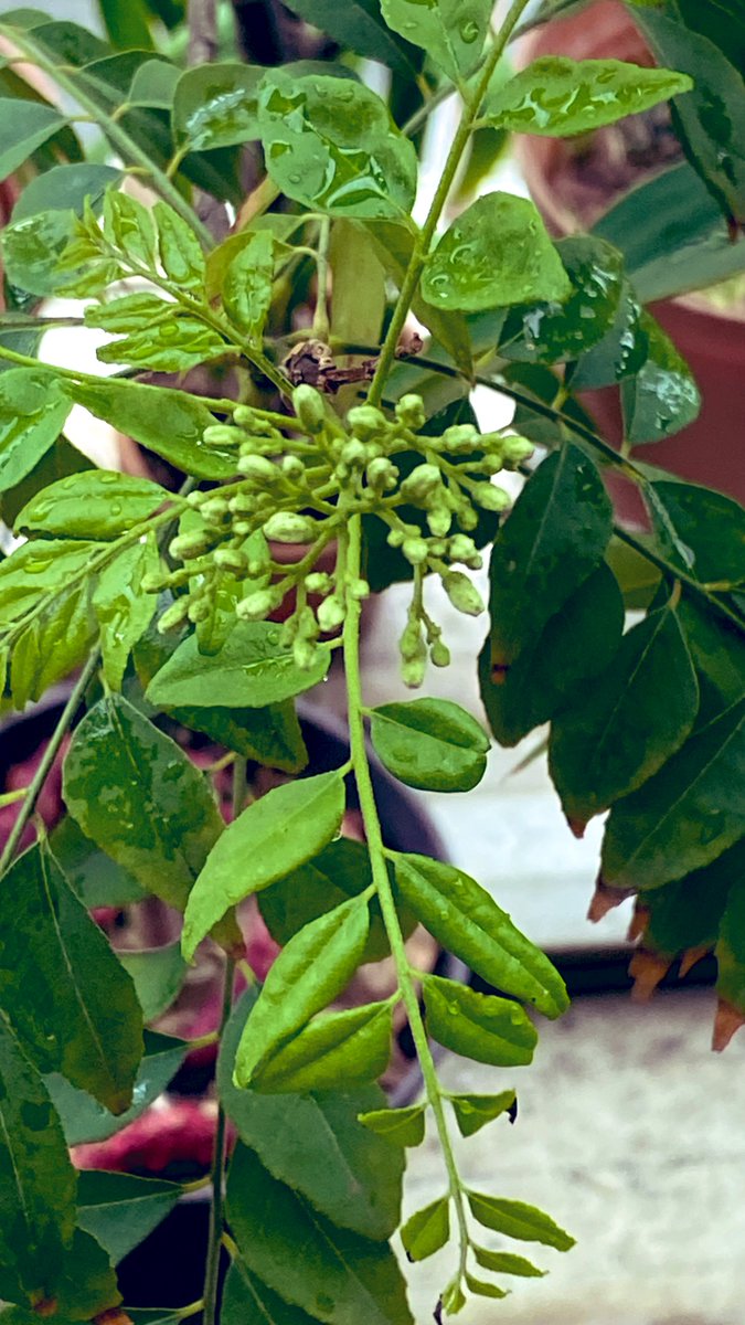 謳うヤモリ tweet media