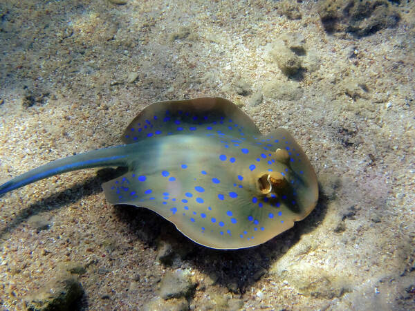 HurmerintaArt's tweet image. Blue Spotted Stingray In The Red Sea.

#underwater #photography #wallartforhome #bestgiftideas #artiststore #buyart #naturephotography 
johanna-hurmerinta.pixels.com/featured/blue-…