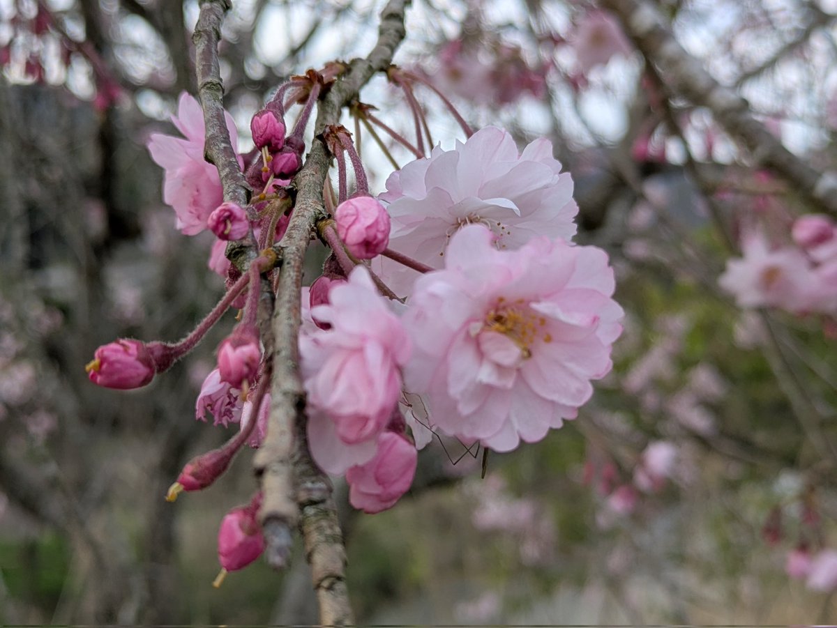 straystar📸4/5徳佐桜まつり tweet media