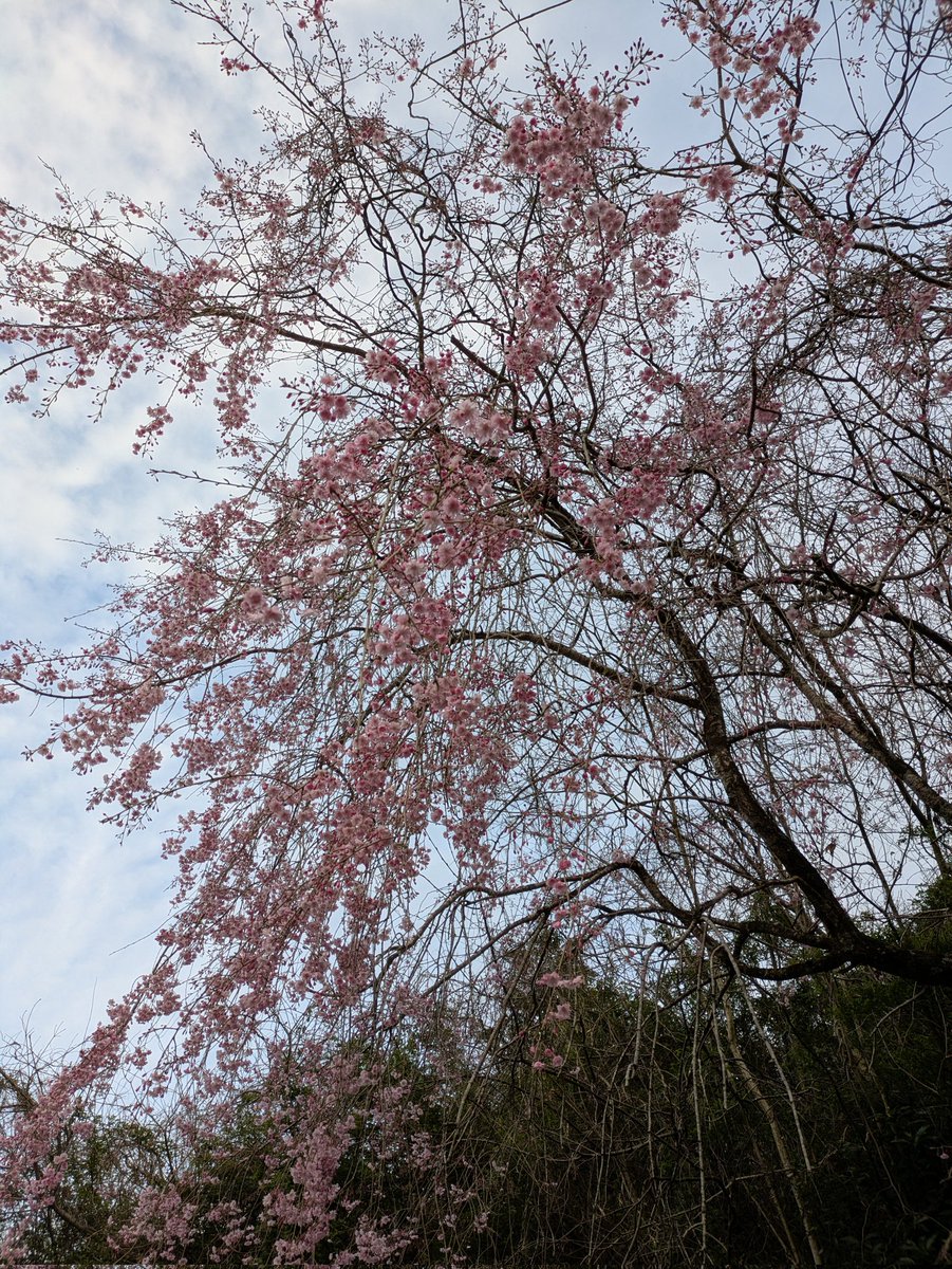 straystar📸4/5徳佐桜まつり tweet media