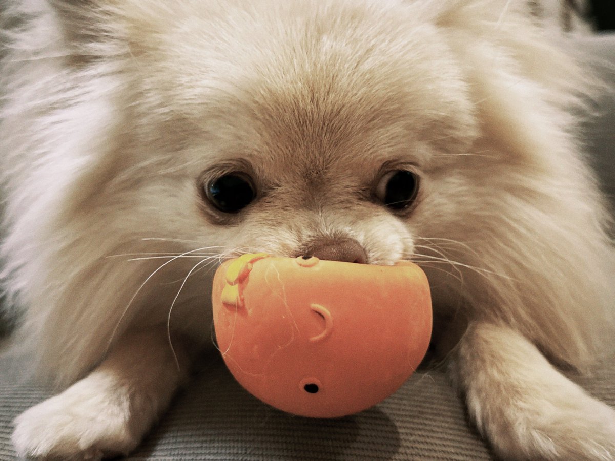 akilans's tweet image. #Dazz