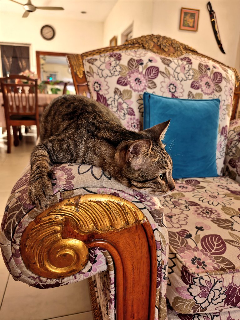 Teha ✧ tweet media