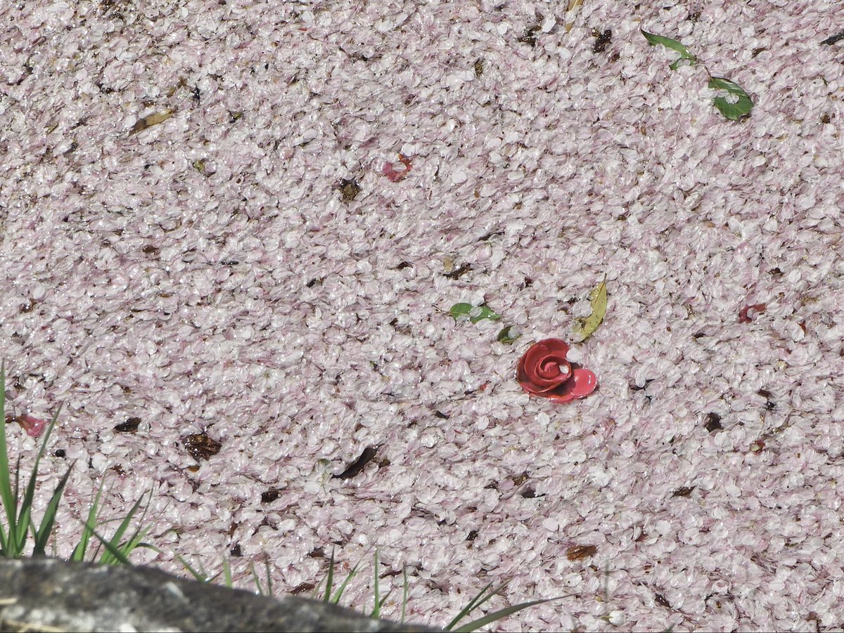 _qulnp_'s tweet photo. 哲学の道にて　花筏 https://t.co/7SS1YZ3iDH