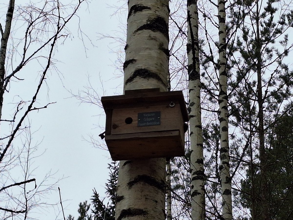 jaanakorppi's tweet image. Kuvat eivät häävejä, mutta oli kiva kävely Vuosaarenhuipulle kiuruja kuuntelemaan. Viekääpä lapsenne ihmettelemään parkkiksen lähellä linnunpönttönäyttelyä. Kuvat varpusen ja puukiipijän kodeista. #menovinkki Itä-Helsinki