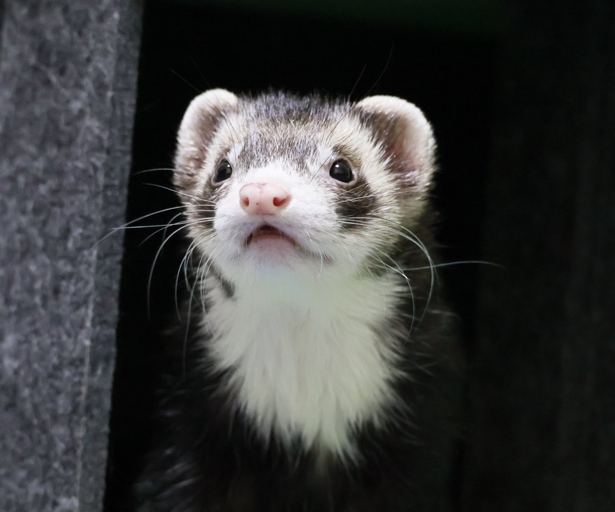 パパしろ tweet media