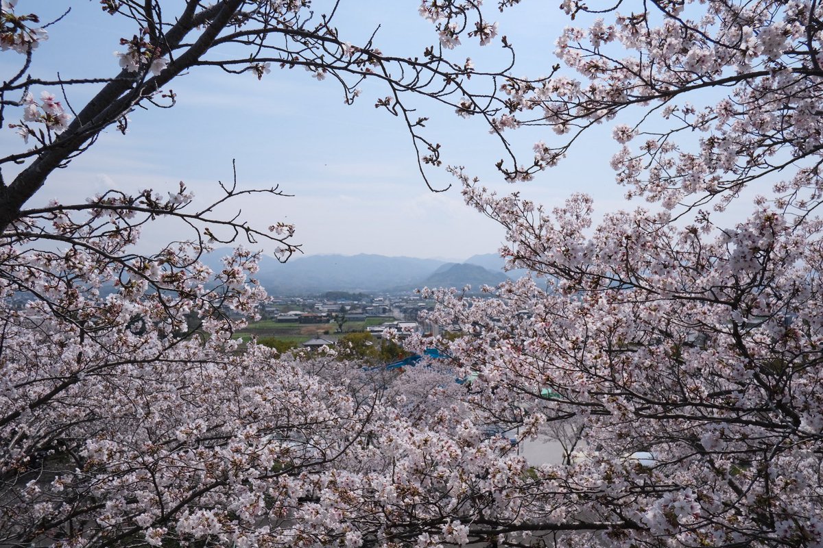 ebisu8200's tweet photo. 花見🌸行ってきた
 #花より団子 https://t.co/UASeyUzVTQ