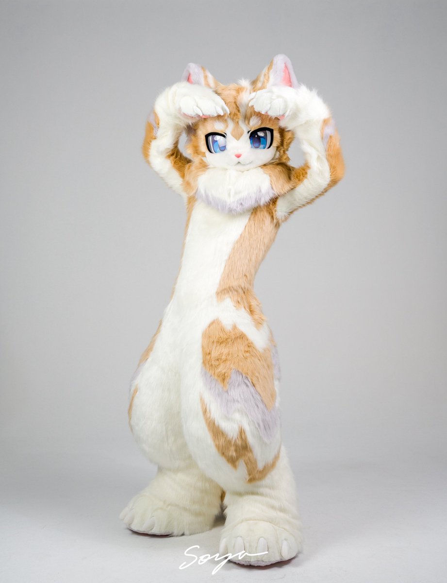 SoyaOWO's tweet photo. 🐱 https://t.co/8DHApLo2RL