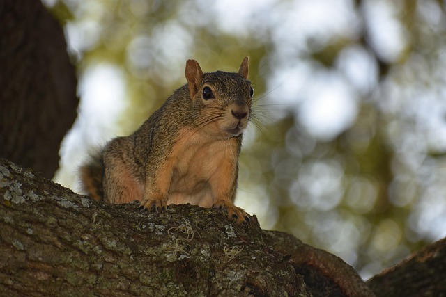 المساج في صلالة عمان الإسلامية . tweet media