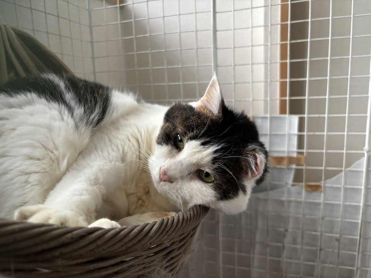 Katsuki 【FENNEL】 tweet media