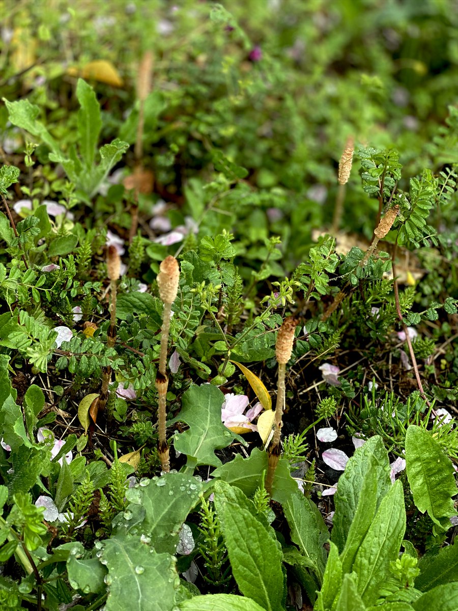 謳うヤモリ tweet media