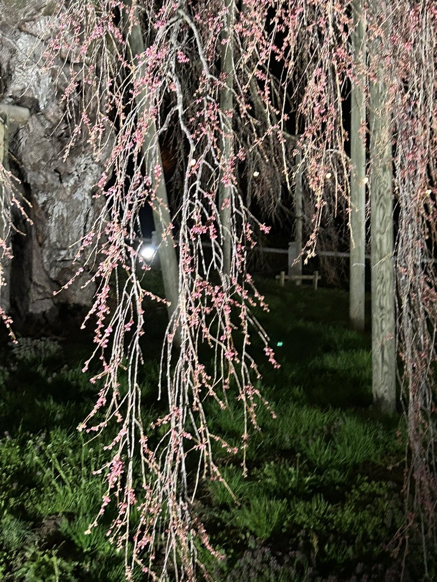 福島🍑孫の手トラベル添乗員 tweet media