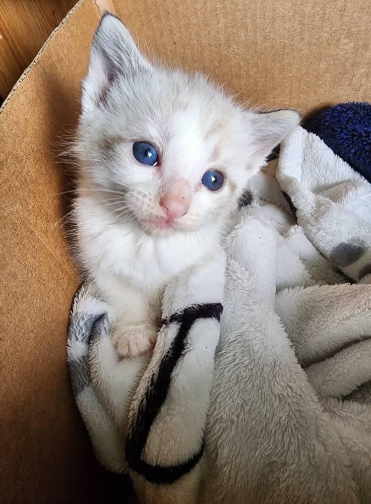 zoyafatma12781's tweet image. Happy 2nd Birthday to my beautiful girl Willow Mae! She is the sweetest cat. I love her so much 💗 
#catmom #catlife #furbaby