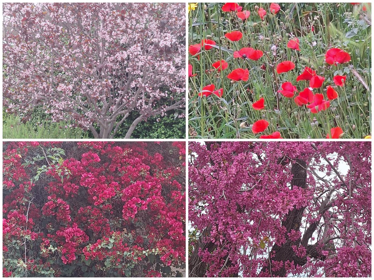 Christos Maxoulis tweet media