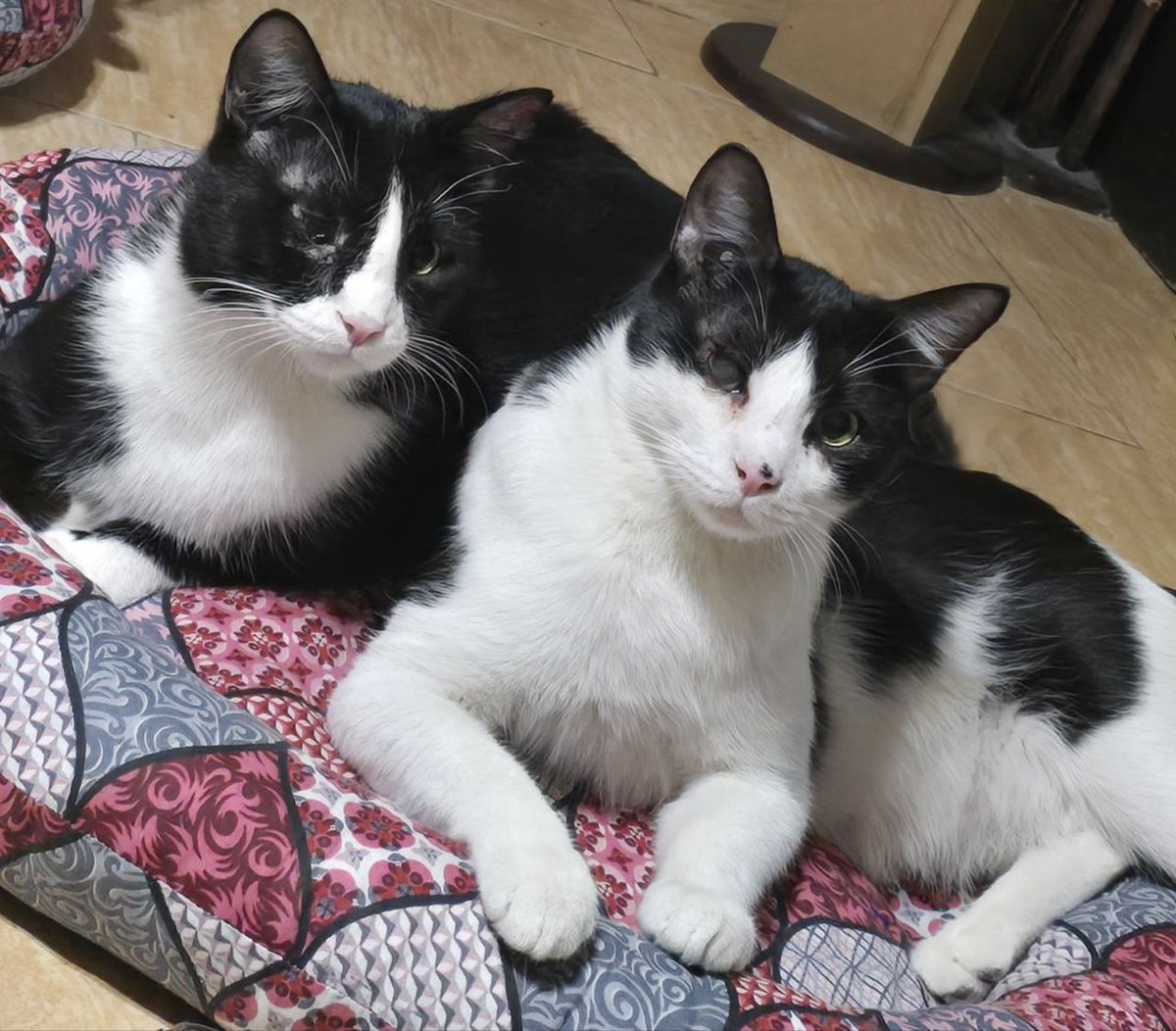 ژن پوک tweet media