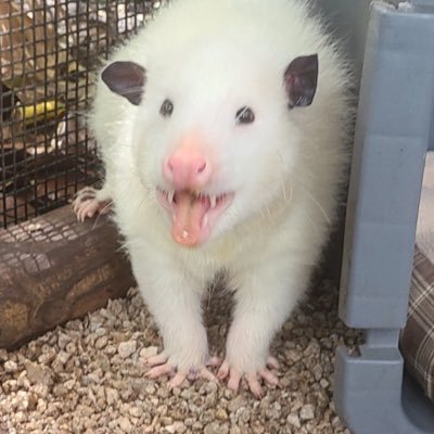 Grimmchild tweet media