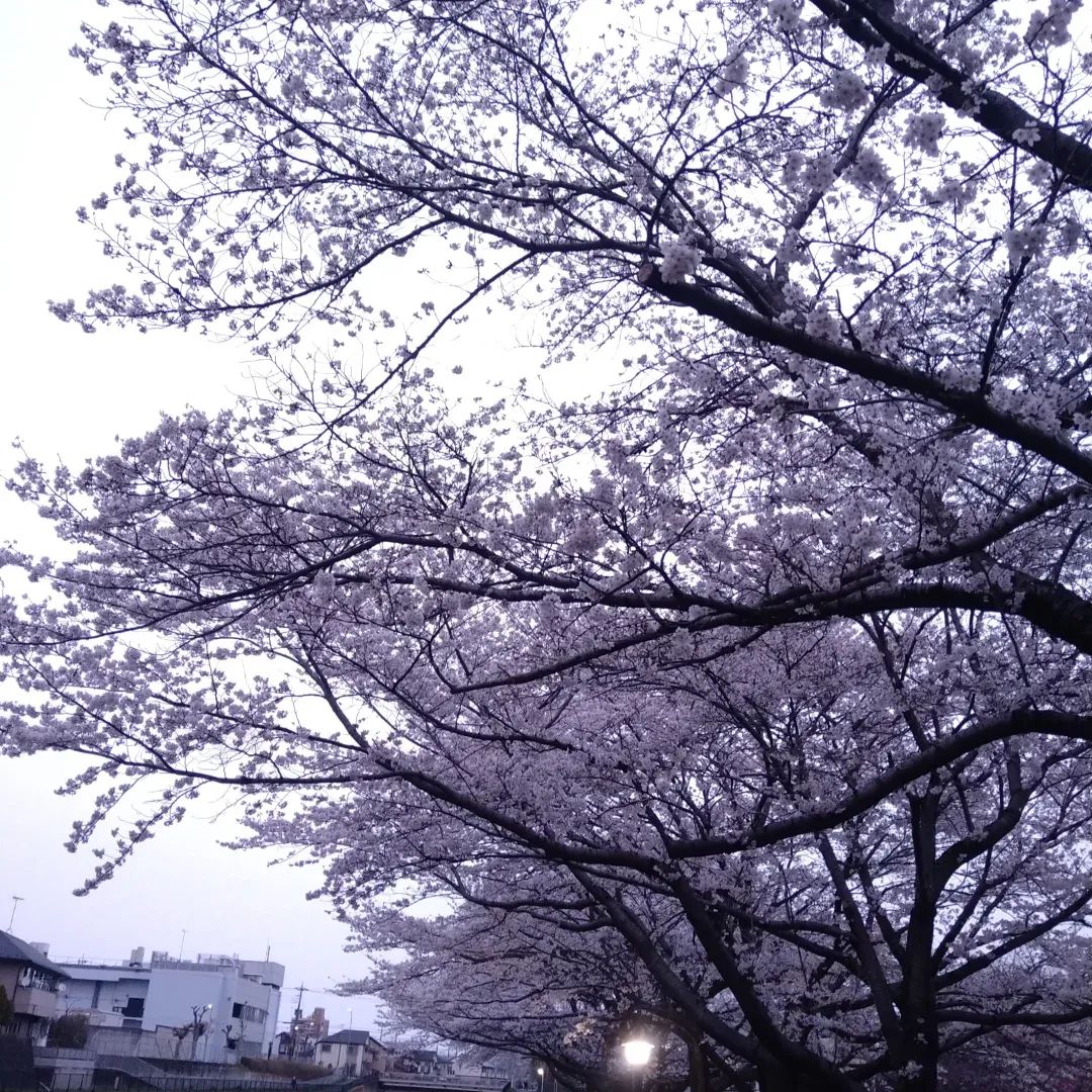 お父さん＠へでな士事務所 tweet media