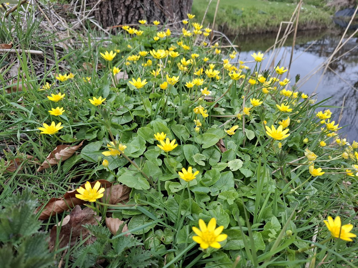 Piet Grasspriet 🌾 tweet media