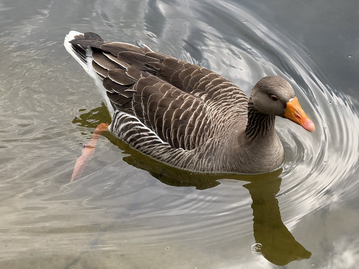 All_The_Geese tweet media