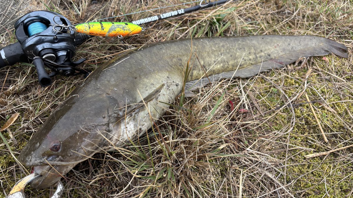 tagyoshuangler's tweet photo. ナマズ2キャッチ
おなかぽんぽん

#BOMBAD
#ボンバダ
#Ladrao52 
#ラドラオ52 https://t.co/H3BCV41Sk6