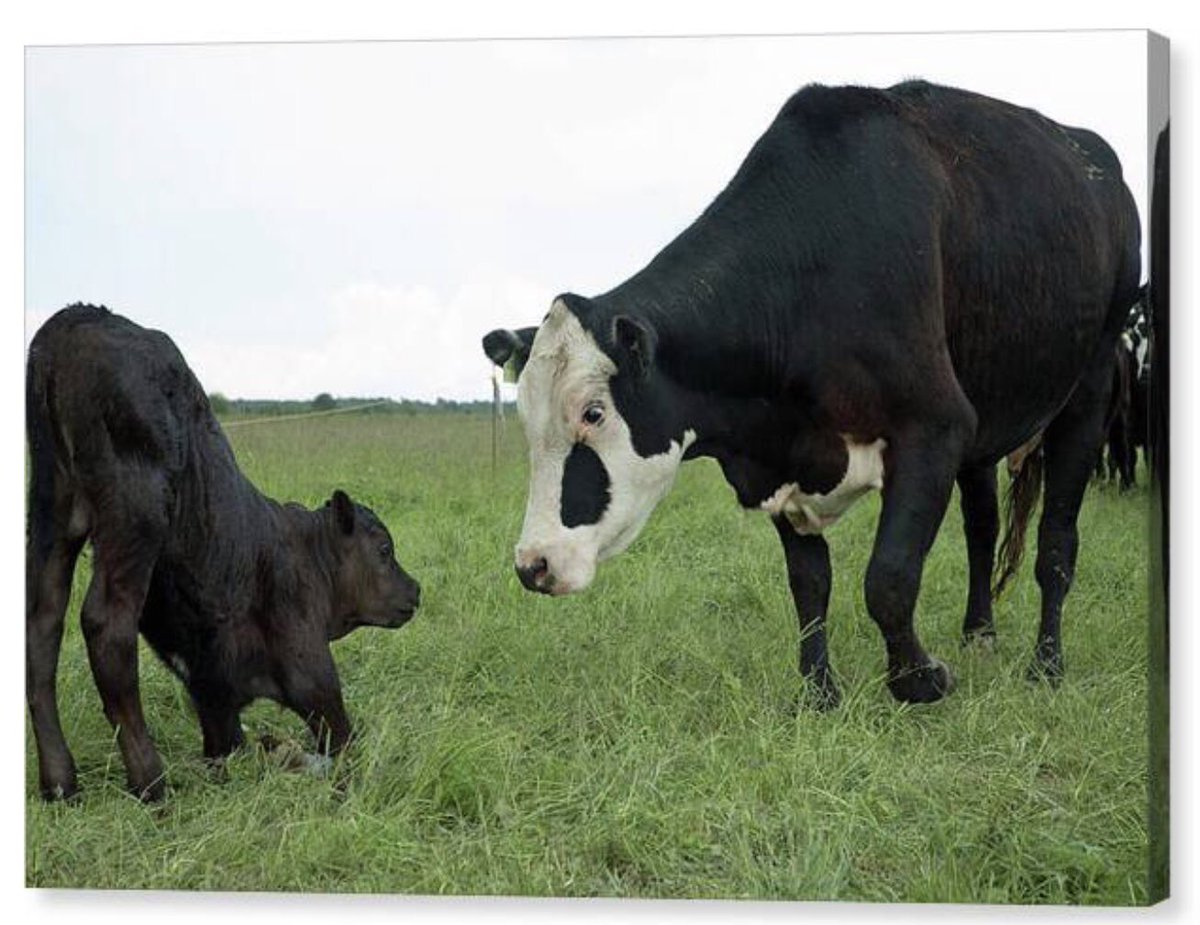 shonna99784's tweet image. Curious Hereford Cow and Calf in Pasture - Canvas Print shonnahawkinsphotography.com/featured/curio…

This piece is available for purchase as a canvas print at the link above ☝️.

#Curious #Hereford #CowAndCalf #Pasture #Angus #CanvasPrint #BuyIntoArt #ShonnaHawkins