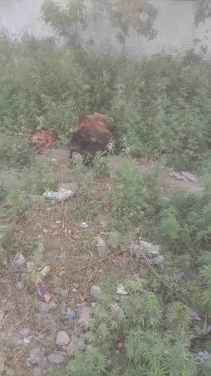 गोडसे मोहित पोरवाल जिला बरेली tweet media