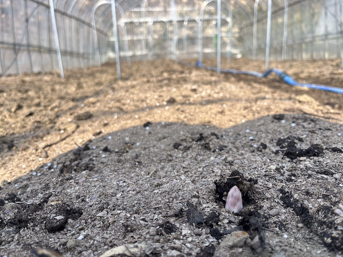 オジファーム ~アスパラガス~ tweet media