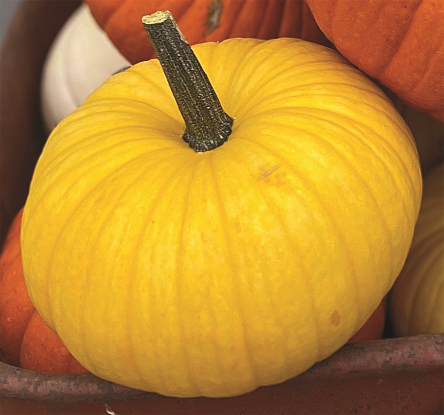 HolmesSeed's tweet image. 🚨 We baked a cake… in the garden 🍰🌱

Meet Lemon Cake F1 — starts buttery, turns bright yellow, stacks like a dream, and yields big. No oven. No calories. Just garden magic. ✨

April Fools? Maybe… 👀
holmesseed.com/lemon-cake-f1-…
#AprilFools #GardenMagic #PumpkinPatch 🍋🎃