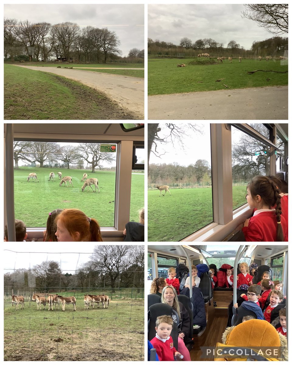 MillbrookWigan_'s tweet photo. What a wonderful time Year 1 have had at Knowsley Safari park! 😁 #mbscience https://t.co/vInAcRtrYW