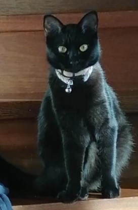 01.04.26 Perdue chatte noire à Labruguière (vers rue Dora Marr). "Nala". Pucée. Contact : facebook.com/CelineAlyssiaL… #Tarn #chat