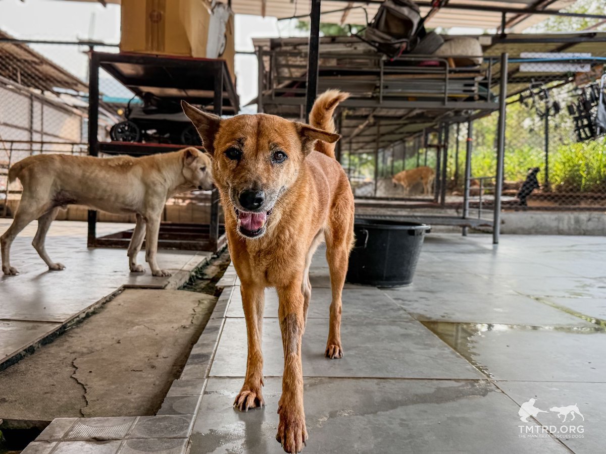 TMTRD - The Man That Rescues Dogs Foundation tweet media