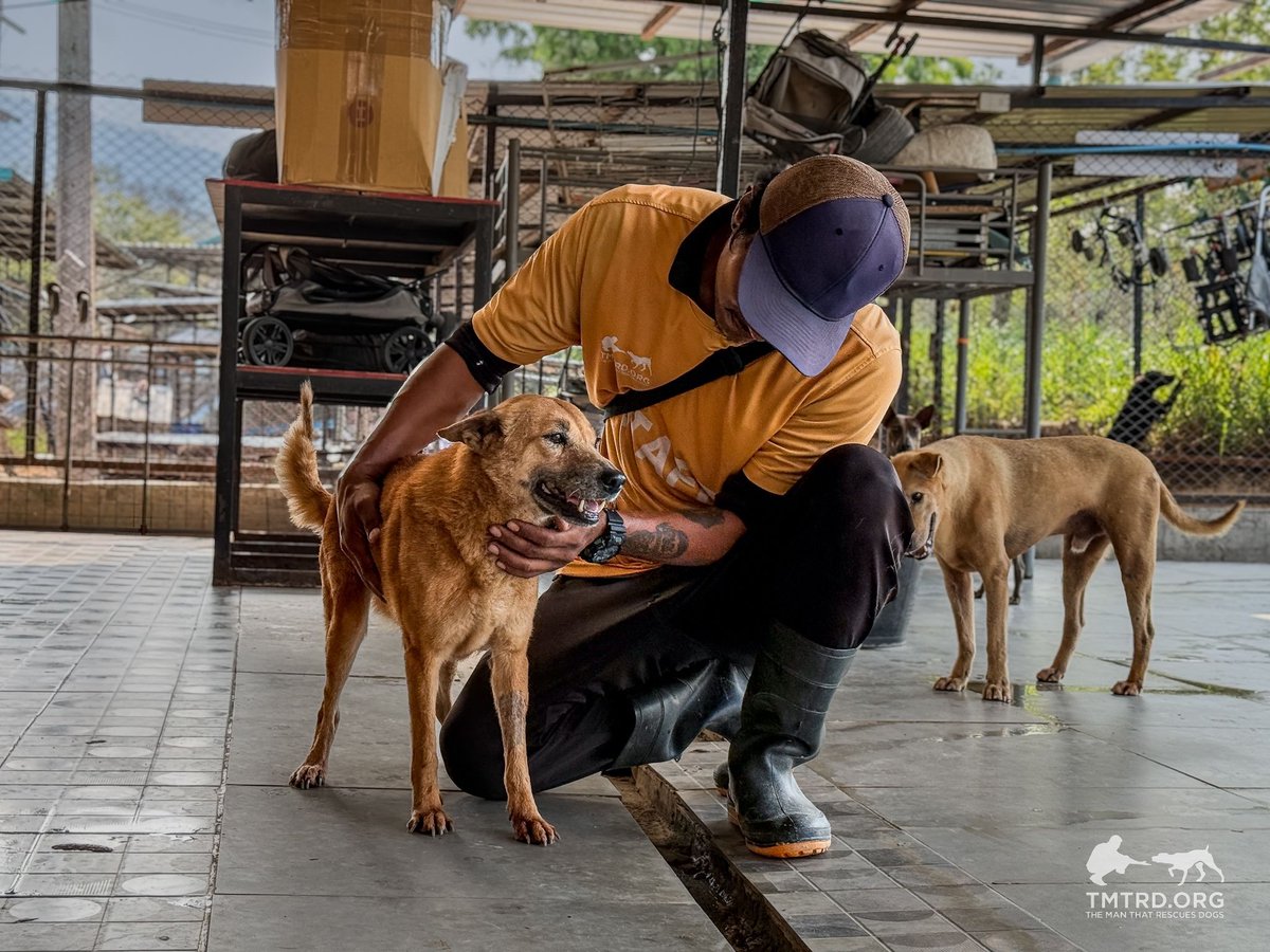 TMTRD - The Man That Rescues Dogs Foundation tweet media