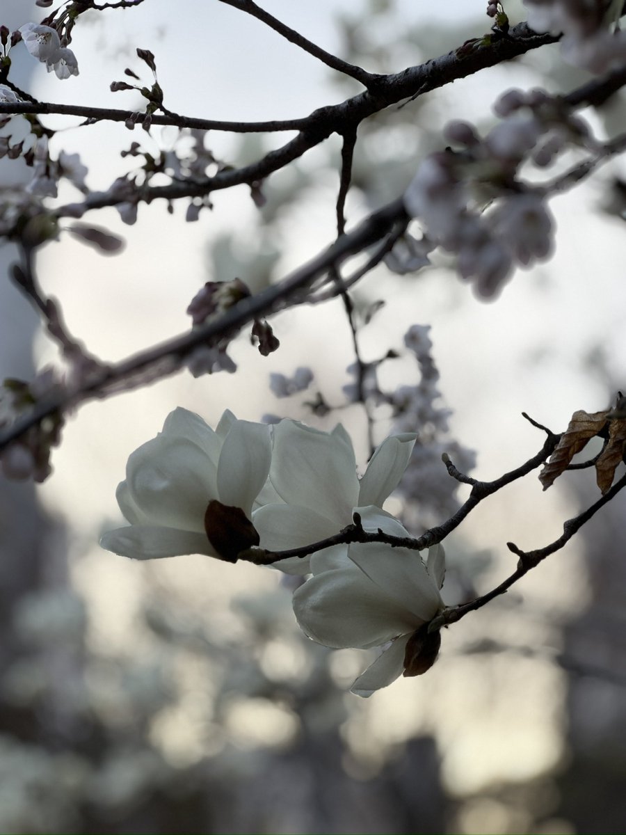 식물아래🌿이젤 tweet media