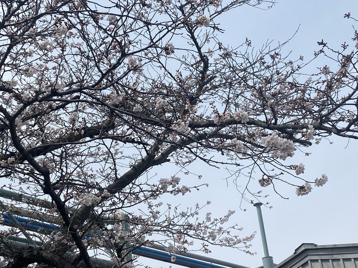 ToShI899's tweet photo. #桜 https://t.co/Jcs1GY4LBV