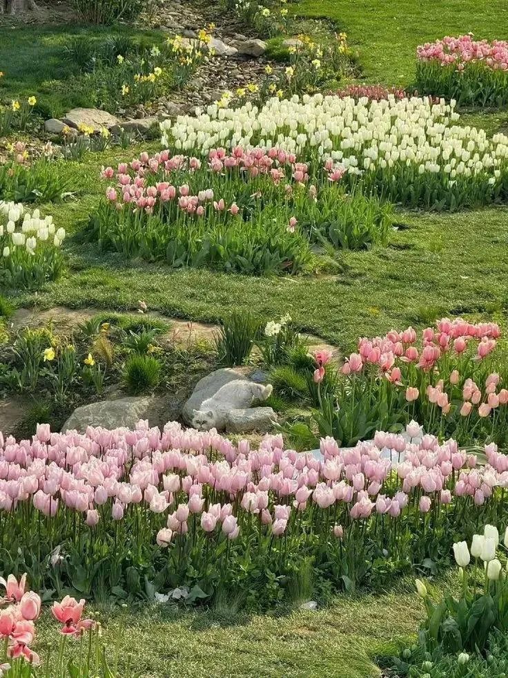 Only Tulips tweet media