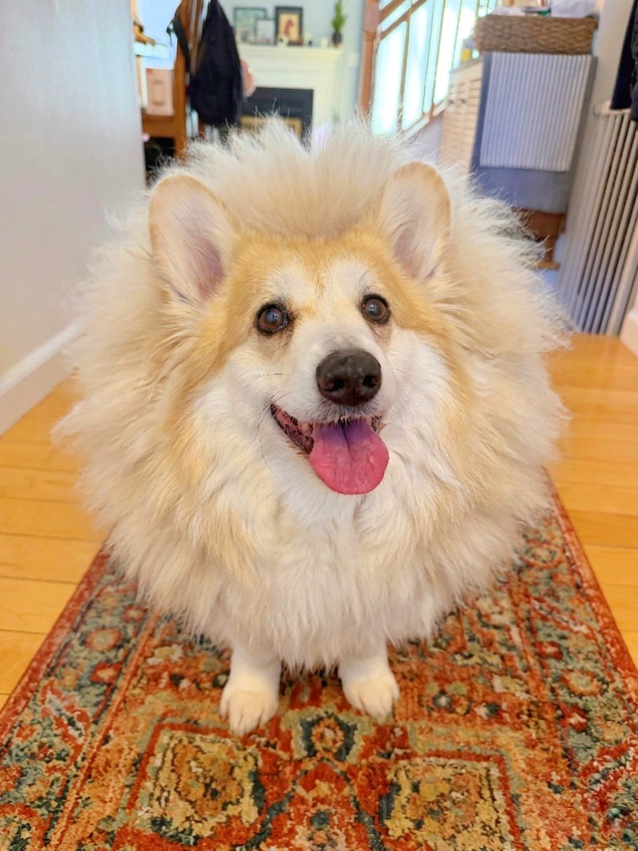 Lilo the Welsh Corgi tweet media