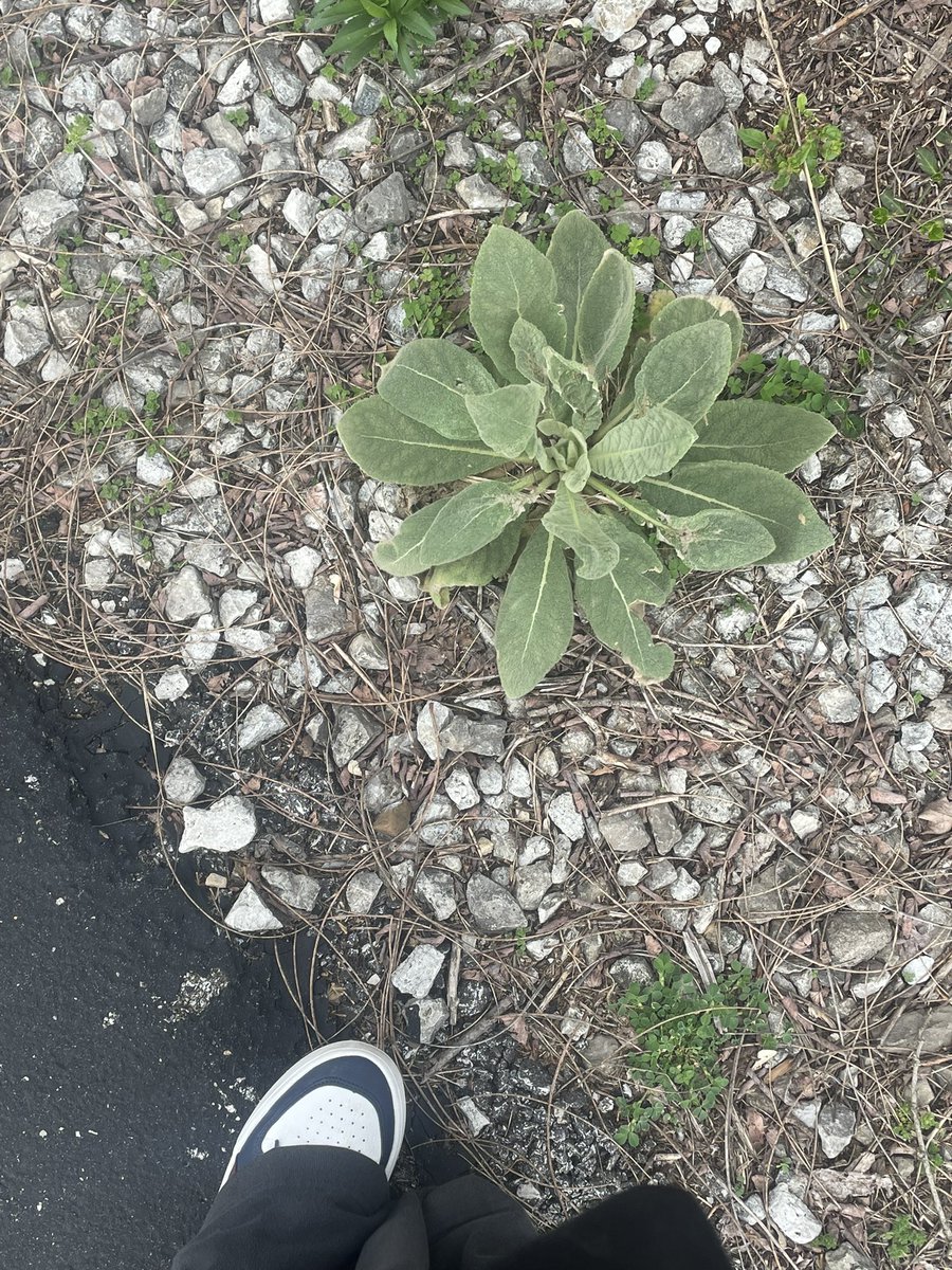 ᰋ ˓ innie of shedtwt ﹒♡ tweet media