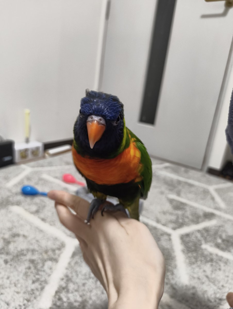 ゴシキセイガイインコのクーピー tweet media