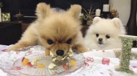 빵밀 아카이브 tweet media