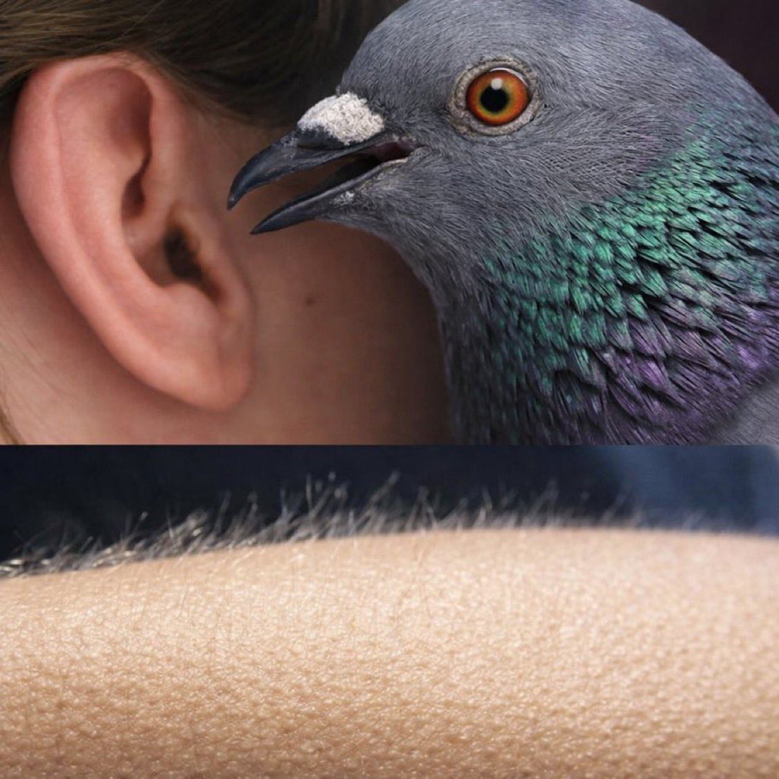 Daniel Se3p ✠ tweet media