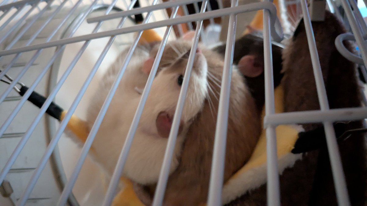 くぁな@絵/VRC/🐭 tweet media