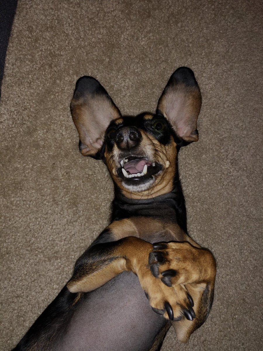 MurderousPenguin tweet media