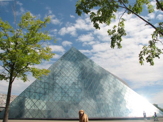 ゴールデンレトリバー🐕太郎 tweet media